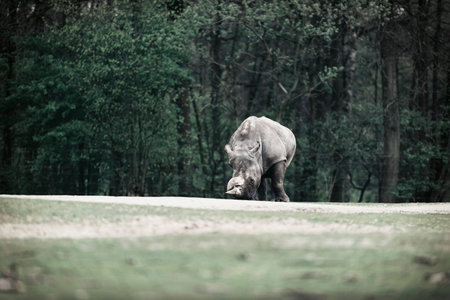 White rhinoceros in zoo walking in field.