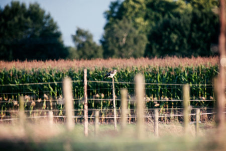 Bird of prey sitting on wooden post in rural landscape.