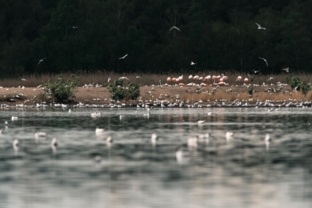 Group of flamingos standing on sandbank in lake.の写真素材