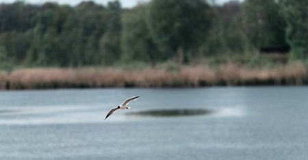 One black-headed gull flying over lake.の写真素材