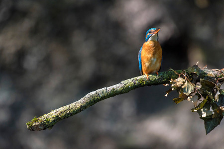 Alert kingfisher on branch with threatening attitude.の写真素材