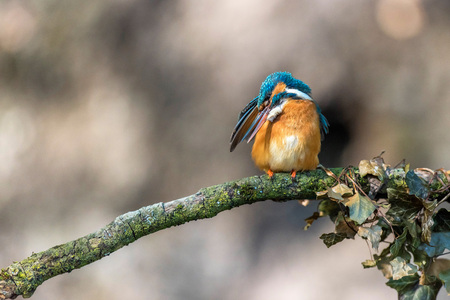 Common kingfisher washing feathers perched on branch.の写真素材