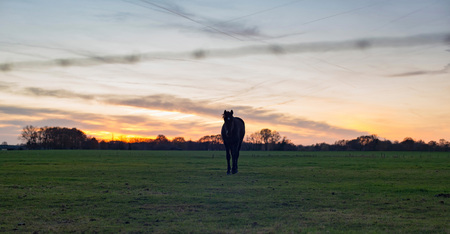 Silhouette of horse standing in meadow during sunset.の写真素材