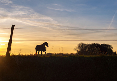 Silhouette of horse in meadow with sunset sky.の写真素材
