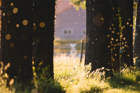 Tree trunks with blurred flies backlit by evening sunlight.の写真素材
