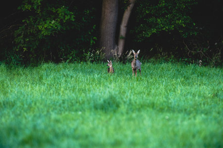 Roe deer mother with calf in field near bush.