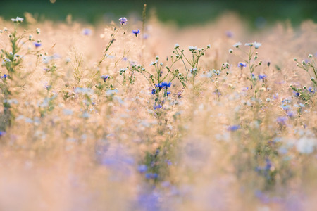 White and purple flowers in field with tall yellow grass.の写真素材