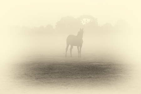 Antique plate photography of silhouette of horse in foggy field at dawn.の写真素材
