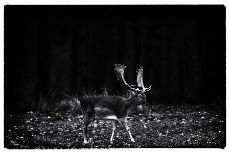 Vintage black and white photo of fallow deer buck walking over meadow in forest.の写真素材