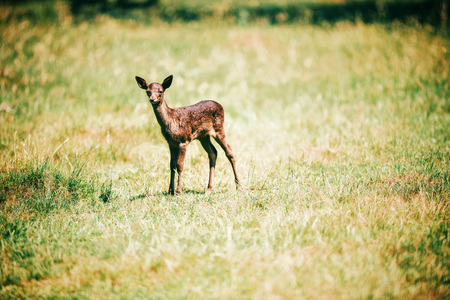 Fallow deer fawn in sunny meadow.の写真素材