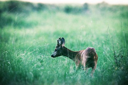 Roe deer buck looking for food in tall grass.の写真素材