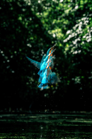 Sequence of common kingfisher with fish in beak taking off out of river.の写真素材
