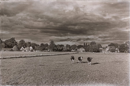 Classic black and white photo of cows on farmland running towards camera.の写真素材