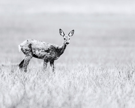 Old black and white photo of roe during moult standing in field. Alert looking.の写真素材