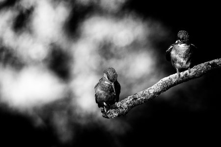 Classic black and white photo of male and female kingfisher perched on branch.