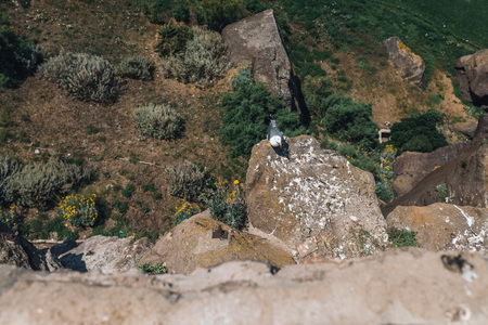 Top view of seagull sitting on rock looking towards camera.の写真素材