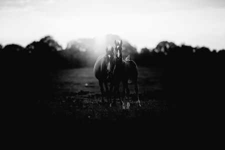Classic black and white photo of mother horse with foal on farmland at sunset.の写真素材
