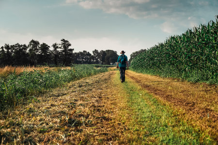 Hiker with hat walking along corn field.