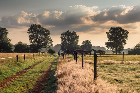 Hiker in rural landscape standing at fence with horses.の写真素材