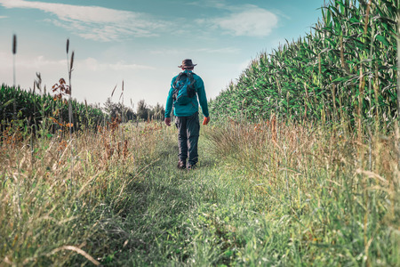 Man with hat and backpack walking along corn field. Rear view.の写真素材