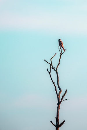 Sparrow-hawk sitting on top of dead tree at sunset.の写真素材