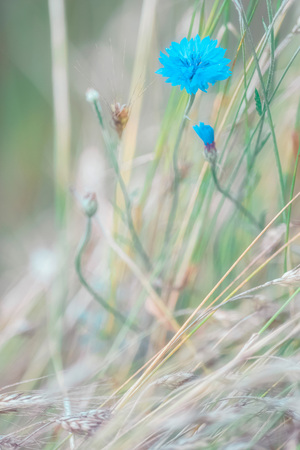 Close-up of blue cornflower in field.の写真素材