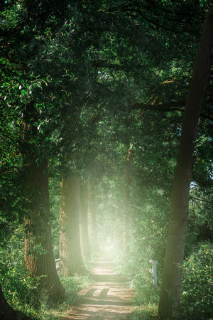 Trees along misty country path.の写真素材