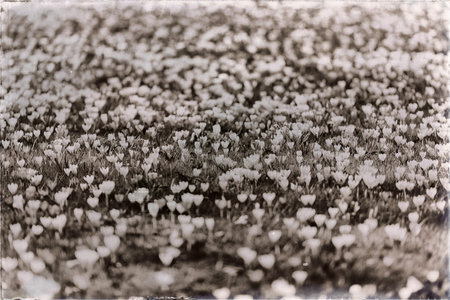 Classic black and white photo of pattern of crocuses in grass.