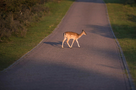 Fallow deer doe (dama dama) crossing road in nature reserve.の写真素材