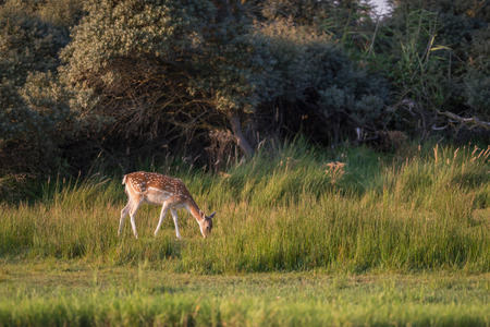 Grazing fallow deer doe (dama dama) in long grass near bushes.の写真素材