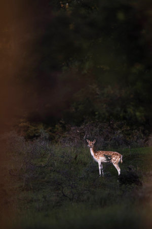 Fallow deer doe (dama dama) seen through bushes.の写真素材
