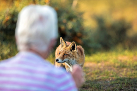 Red fox approaching senior woman. Over shoulder shot.の写真素材