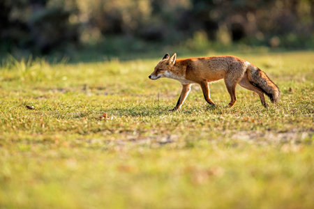 Red fox walking over grass picking up scents.