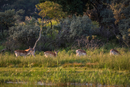 Group of grazing fallow deer (dama dama) in tall grass.の写真素材