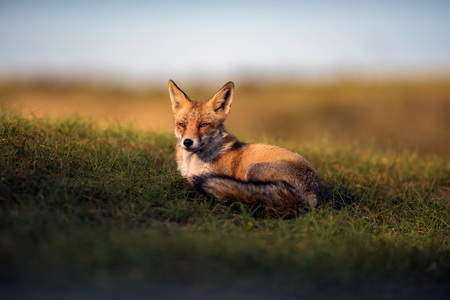 Red fox lying in grass lit by sunlight.の写真素材