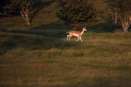 Fallow deer (dama dama) in meadow lit by low sunlight.の写真素材