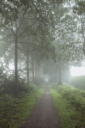 Rural pathway with trees in the mist.の写真素材