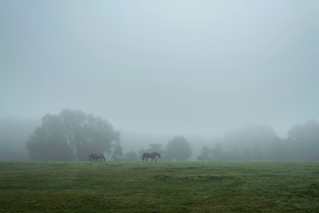 Misty countryside landscape with horses in meadow.の写真素材