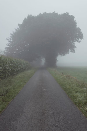 Country road with trees in the mist.