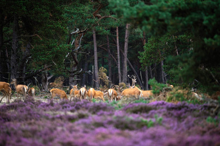 Red deer stag at edge of forest with herd of hinds.の写真素材