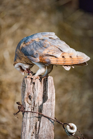 Barn owl (tyto alba) on wooden post eating prey.の写真素材