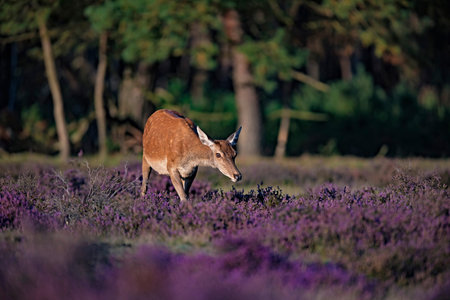 Grazing red deer hind (cervus elaphus) in blooming heather lit by low sunlight.の写真素材
