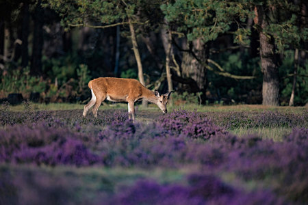 Grazing young red deer (cervus elaphus) in blooming heather.の写真素材