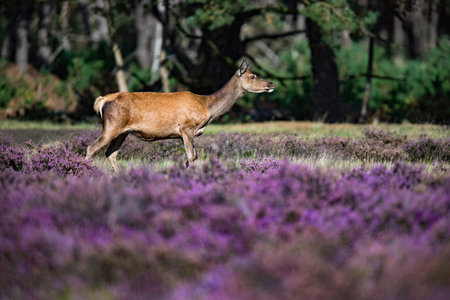 Red deer (cervus elaphus) standing in blooming moorland.の写真素材