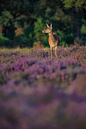 Red deer hind (cervus elaphus) in blooming heather in sunlight.の写真素材