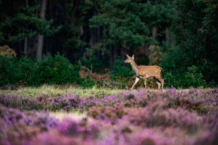 Young red deer hind (cervus elaphus) in moorland.の写真素材