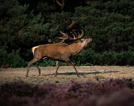 Muscled red deer stag (cervus elaphus) in moorland in rutting season.の写真素材
