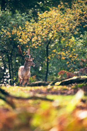 Fallow deer buck on path in autumn forest.の写真素材
