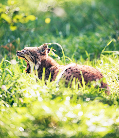 Yawning lynx (lynx lynx) lying in grass backlit by sunlight.の写真素材