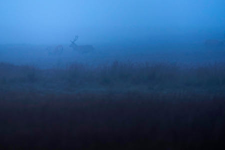 Two red deer stag (cervus elaphus) in misty grassland.の写真素材